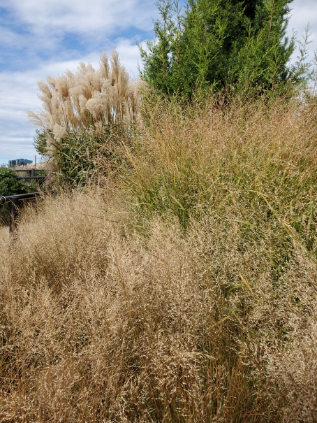 20221018_110921.SMall Island Grasses2